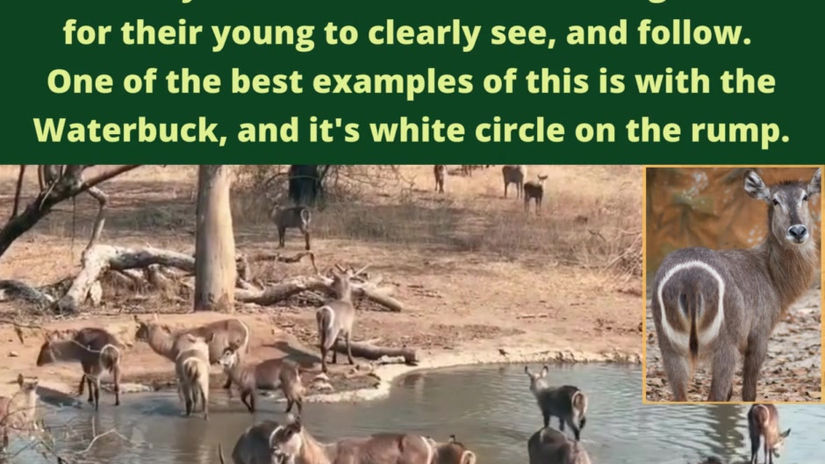 Waterbuck